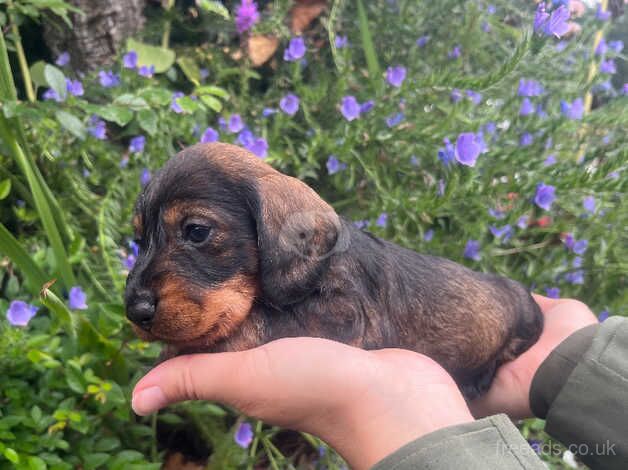 OUTSTANDING KC MINIATURE WIRE DACHSHUNDS for sale in Shrewsbury, Shropshire - Image 5