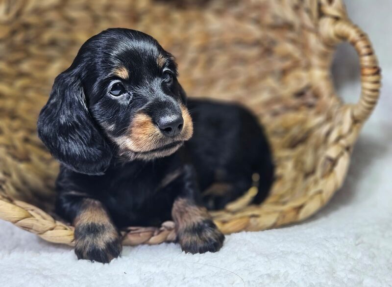 Outstanding KC Miniture Dachsunds from Health Tested Parents for sale in Pinvin, Worcestershire