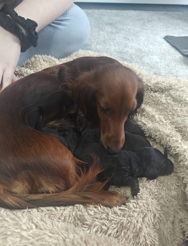 Outstanding KC Miniture Dachsunds from Health Tested Parents for sale in Pinvin, Worcestershire - Image 2