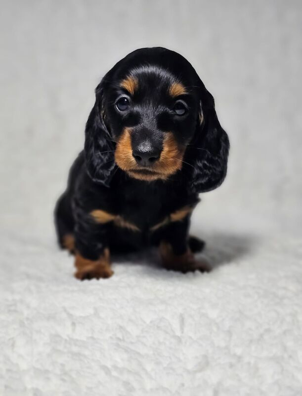 Outstanding KC Miniture Dachsunds from Health Tested Parents for sale in Pinvin, Worcestershire - Image 3