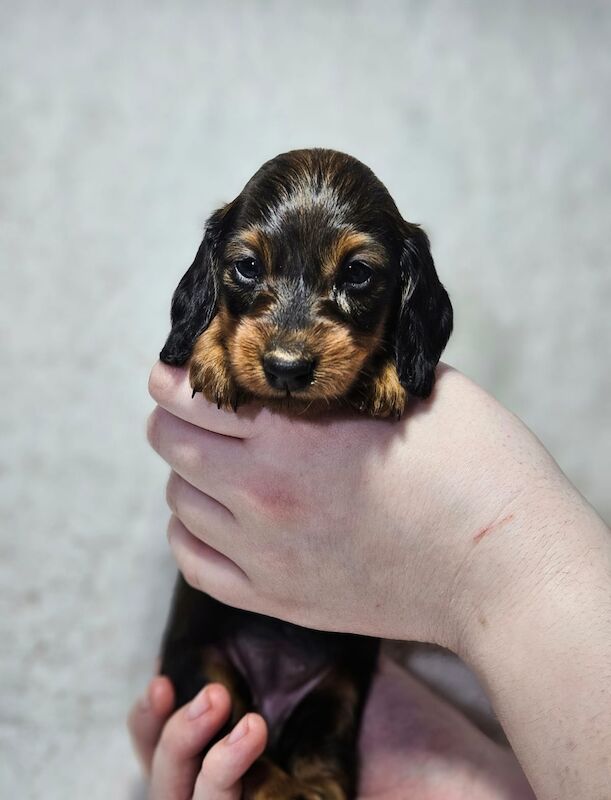 Outstanding KC Miniture Dachsunds from Health Tested Parents for sale in Pinvin, Worcestershire - Image 4