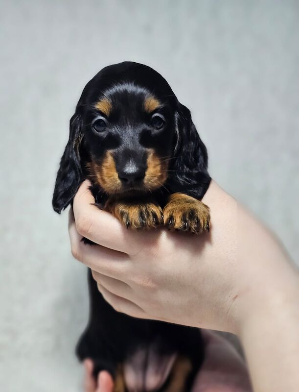 Outstanding KC Miniture Dachsunds from Health Tested Parents for sale in Pinvin, Worcestershire - Image 5