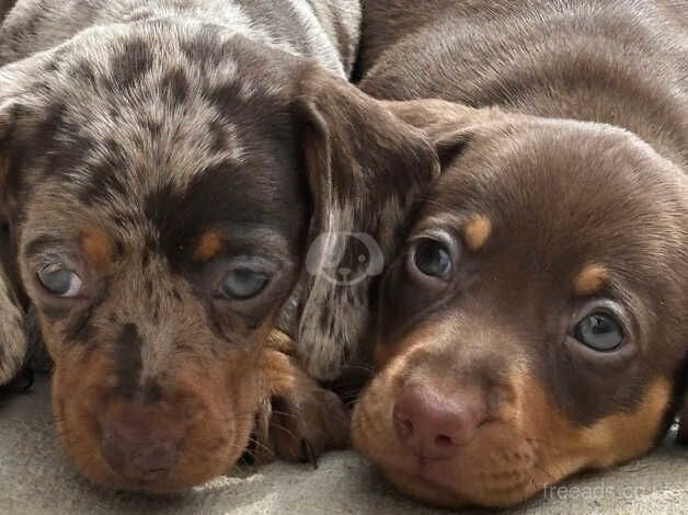 Outstanding litter of dachshunds for sale in Cwmbran/Cwmbrân, Newport