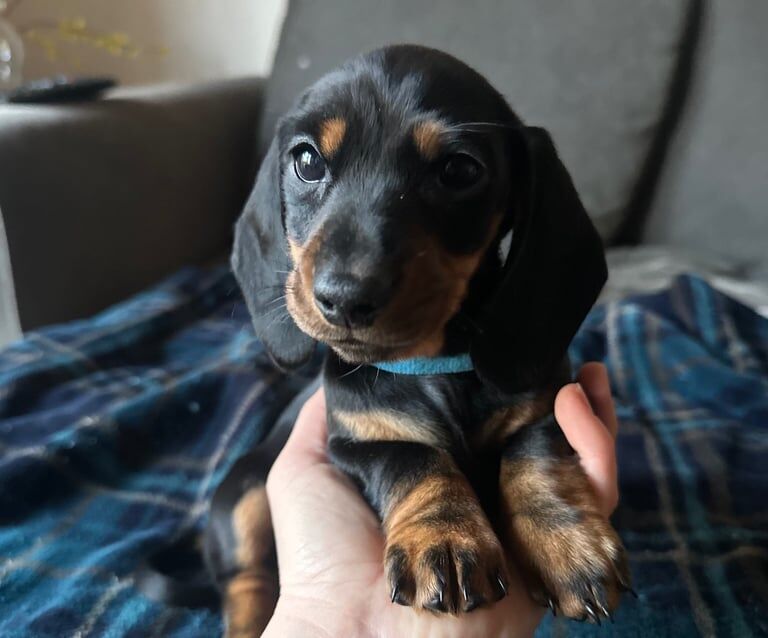 Pedigree Black & Tan mini Dachshund Male Puppy for sale in Kirkcaldy, Fife