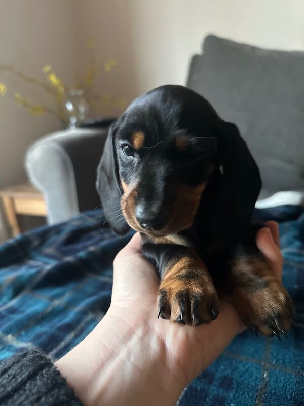 Pedigree Black & Tan mini Dachshund Male Puppy for sale in Kirkcaldy, Fife - Image 2