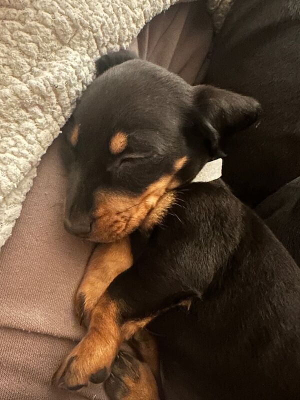 Pedigree Black & Tan mini Dachshund Male Puppy for sale in Kirkcaldy, Fife - Image 3