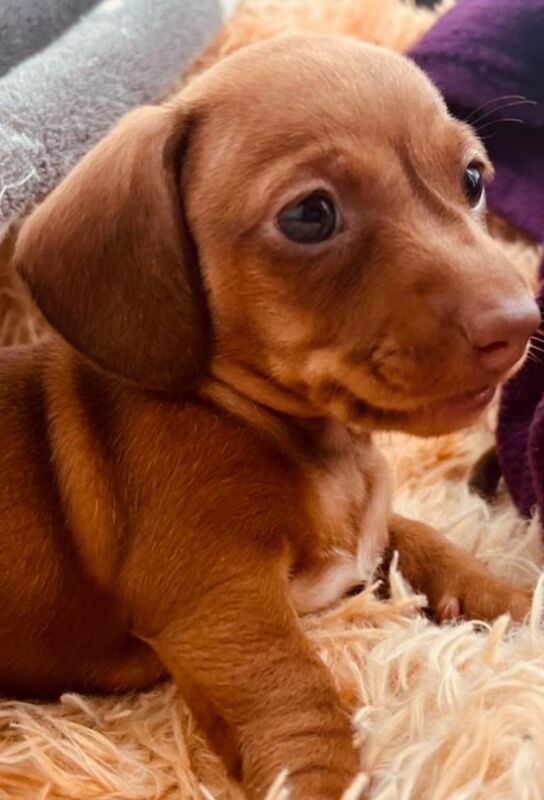 Pedigree KC mini-dachshund puppies for life! 🌟 for sale in Chiswick, Greater London