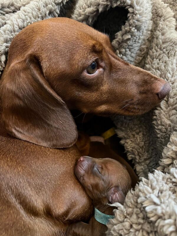 Pedigree KC mini-dachshund puppies for life! 🌟 for sale in Chiswick, Greater London - Image 2