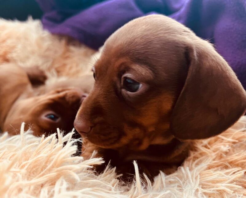 Pedigree KC mini-dachshund puppies for life! 🌟 for sale in Chiswick, Greater London - Image 3