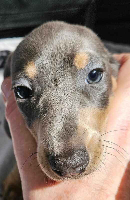 Pedigree Miniature Smooth Dachshund Puppies READY TO GO NOW for sale in Walsall, West Midlands - Image 6