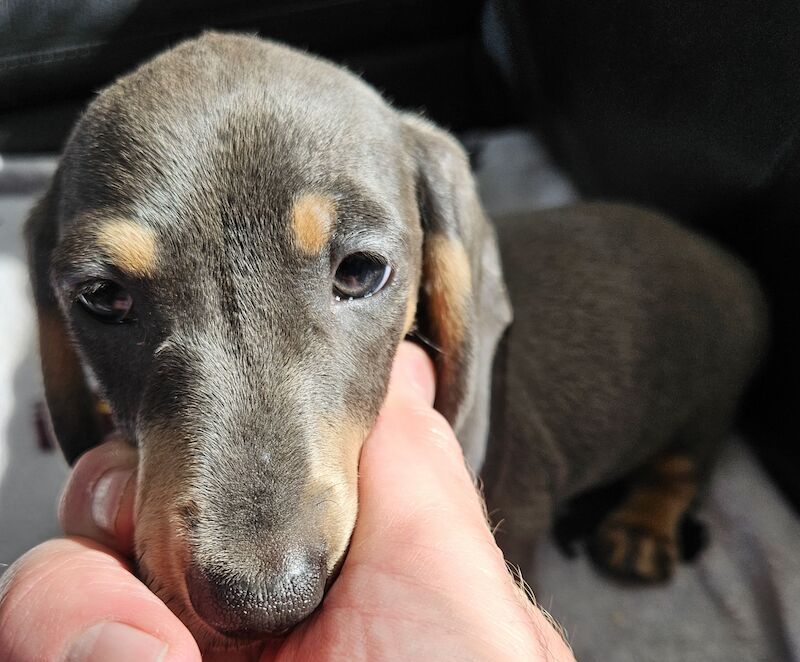 Pedigree Miniature Smooth Dachshund Puppies READY TO GO NOW for sale in Walsall, West Midlands - Image 7