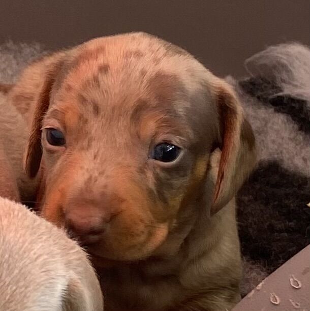 Pedigree Miniature Dachshund Puppies for sale in Ely, Cambridgeshire