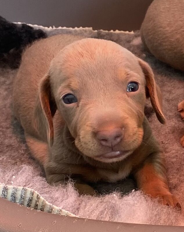 Pedigree Miniature Dachshund Puppies for sale in Ely, Cambridgeshire - Image 2