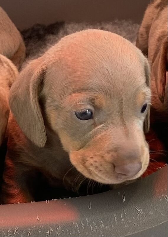 Dachshund Puppies for sale in Cambridgeshire