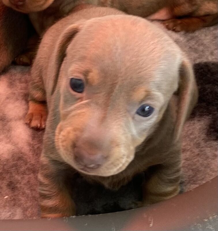 Pedigree Miniature Dachshund Puppies for sale in Ely, Cambridgeshire - Image 5