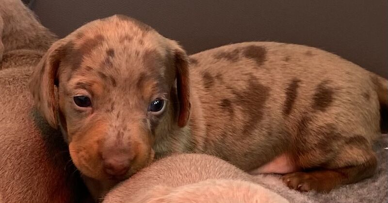 Pedigree Miniature Dachshund Puppies for sale in Ely, Cambridgeshire - Image 6