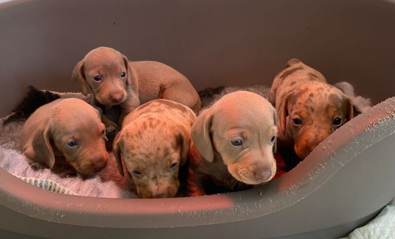 Pedigree Miniature Dachshund Puppies for sale in Ely, Cambridgeshire - Image 7