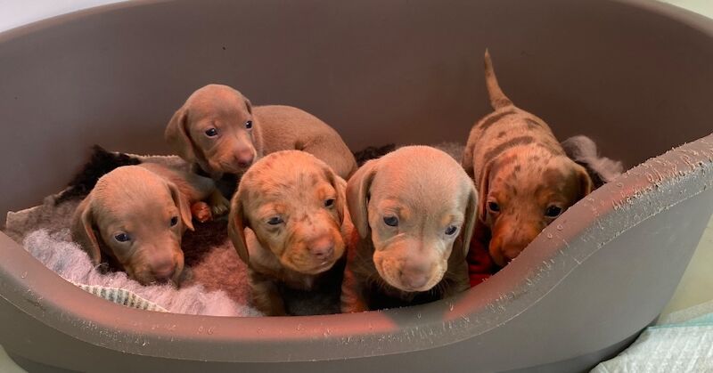 Pedigree Miniature Dachshund Puppies for sale in Ely, Cambridgeshire - Image 8