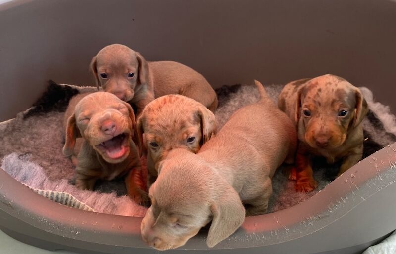 Pedigree Miniature Dachshund Puppies for sale in Ely, Cambridgeshire - Image 9