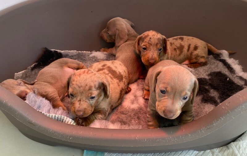 Pedigree Miniature Dachshund Puppies for sale in Ely, Cambridgeshire - Image 10