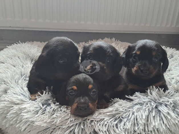 Pekehund puppies for sale in Market Drayton, Shropshire