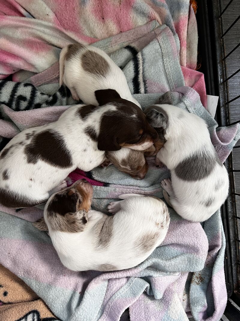 Pie bald miniature dachshund for sale in Walsall, West Midlands