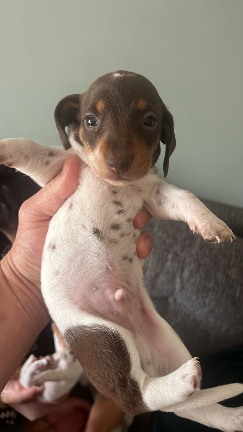 Pie bald miniature dachshund for sale in Walsall, West Midlands - Image 2