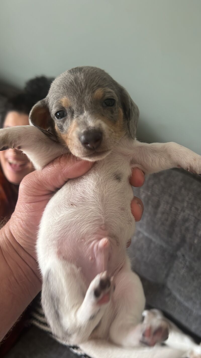 Pie bald miniature dachshund for sale in Walsall, West Midlands - Image 3