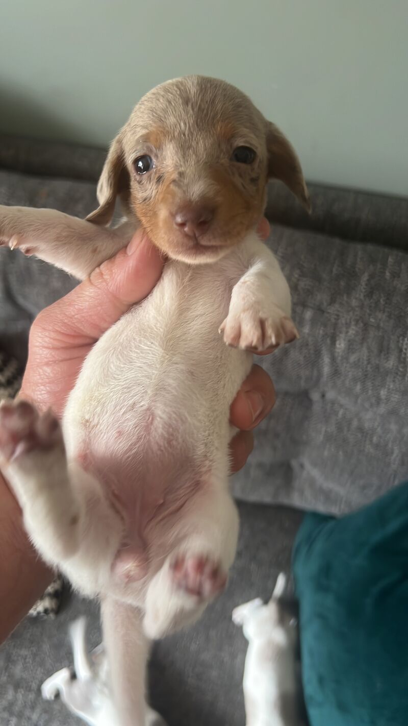Pie bald miniature dachshund for sale in Walsall, West Midlands - Image 4