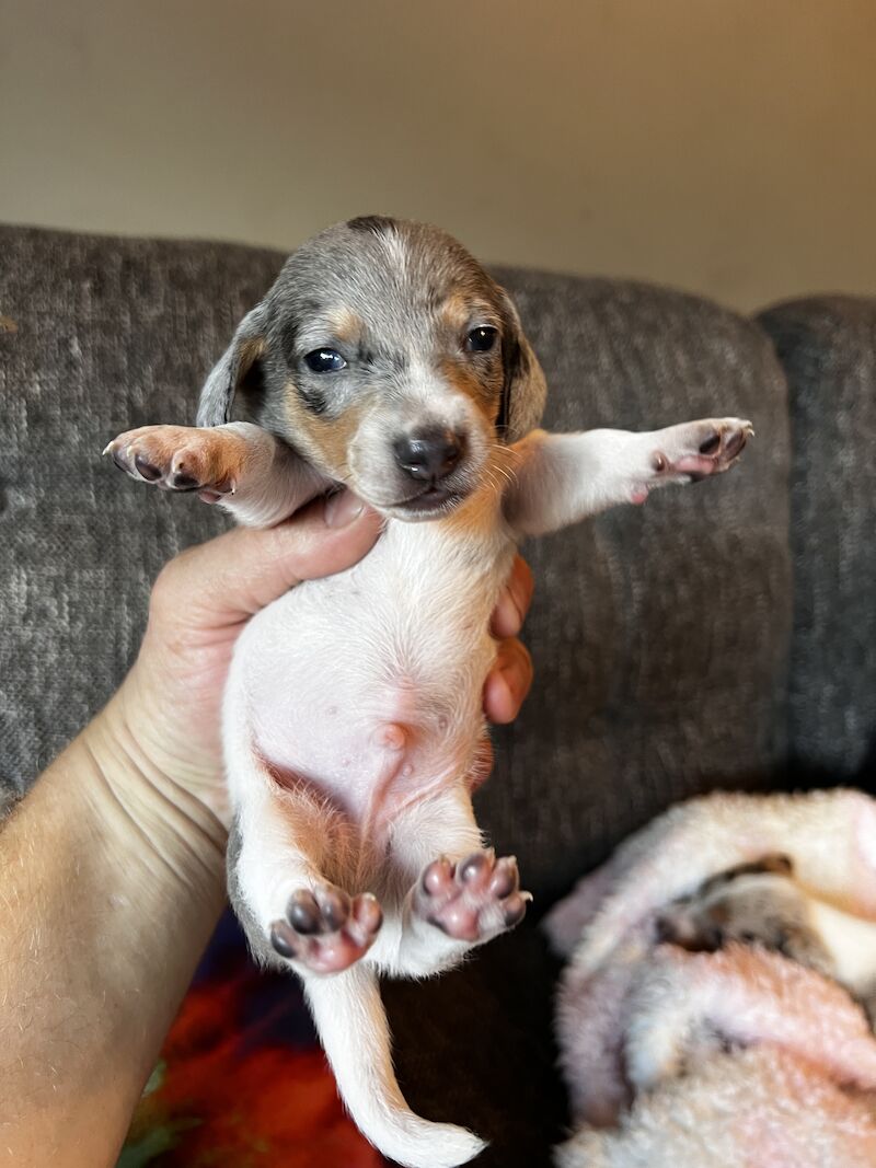 Pie bald miniature dachshund for sale in Walsall, West Midlands - Image 6