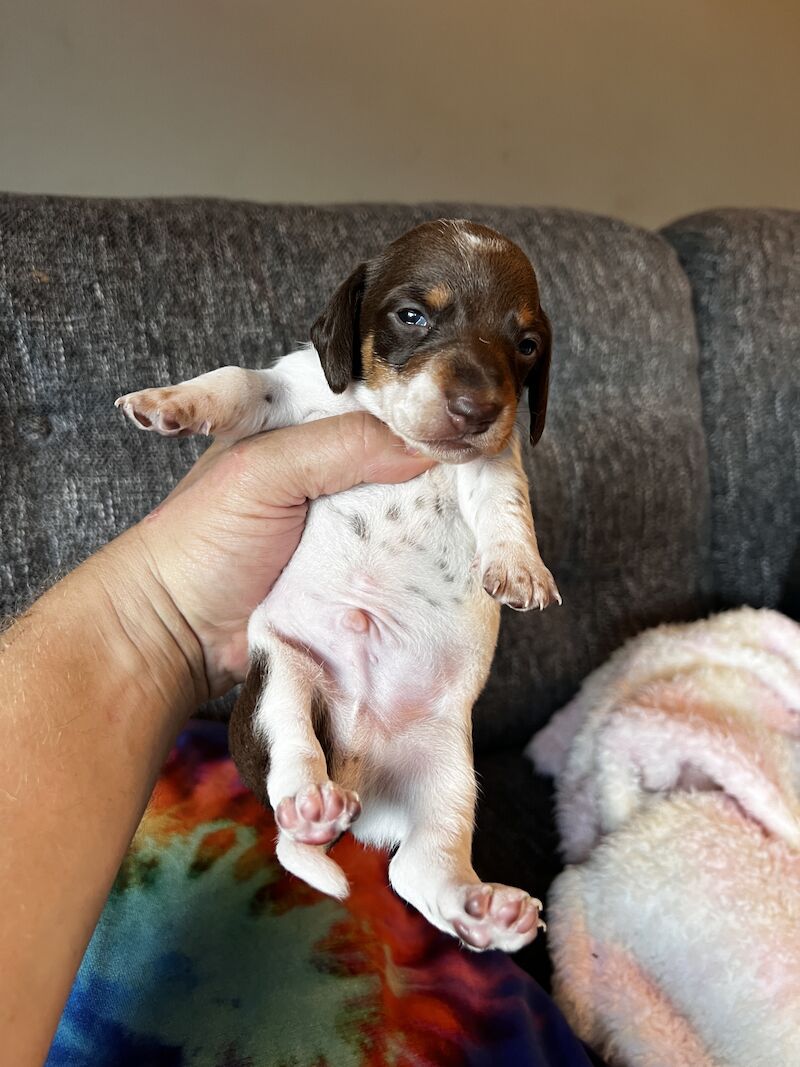 Pie bald miniature dachshund for sale in Walsall, West Midlands - Image 7