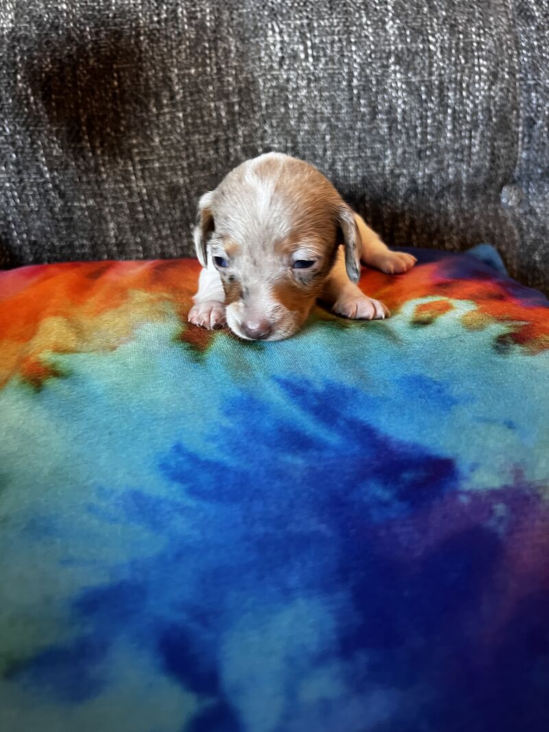 Pie bald miniature dachshund for sale in Walsall, West Midlands - Image 9