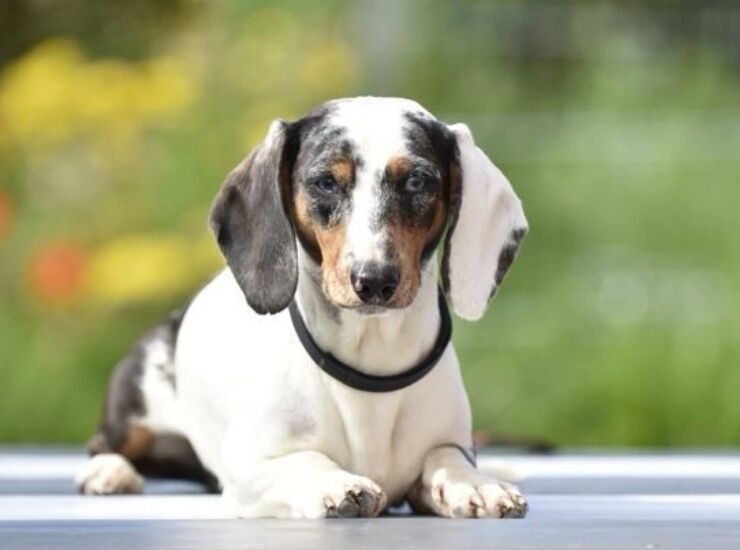 Piebald colored dachshund stud for sale in Tarleton, Lancashire