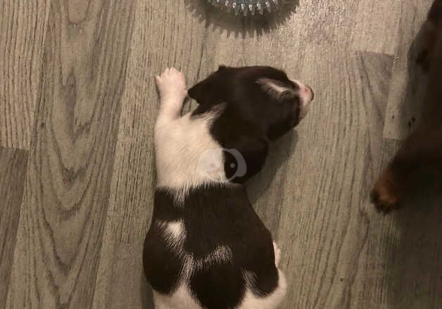 Piebald dachshund puppies for sale in Worcester, Worcestershire - Image 3