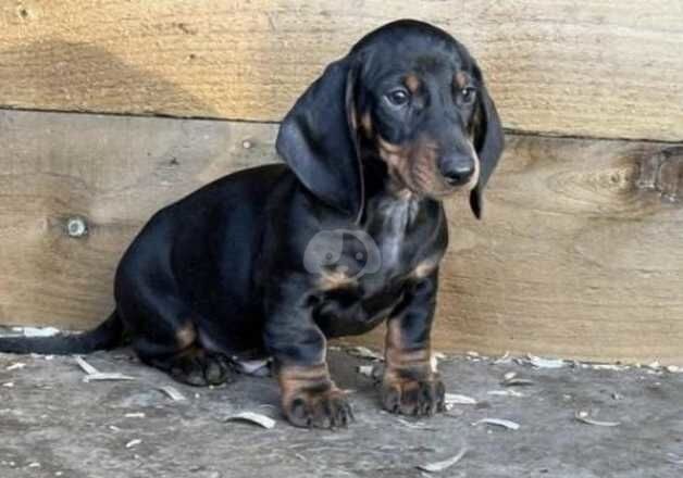 Playful Miniature dachshund puppies for sale in Glasgow, Glasgow City