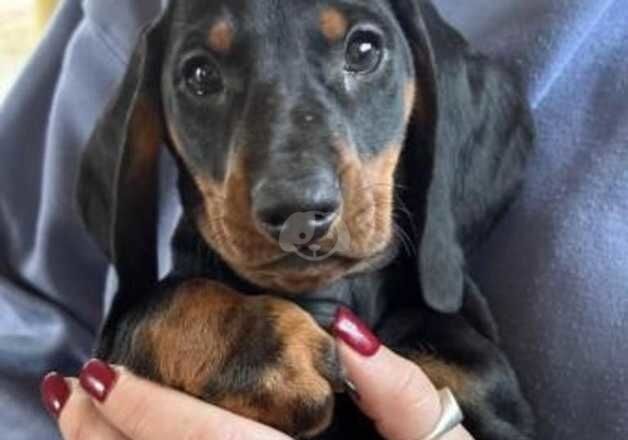 Dachshunds for sale in Glasgow, Glasgow City