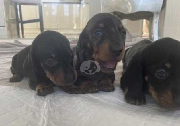 KC Registered Dachshund Puppies for sale in Glasgow City