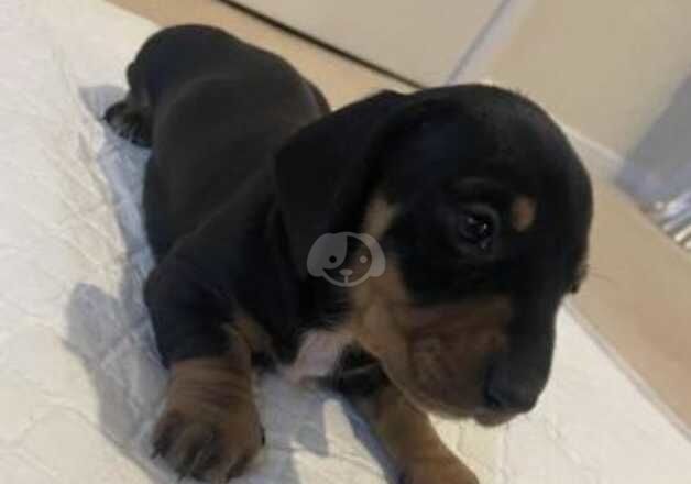 Dachshund Puppies for sale