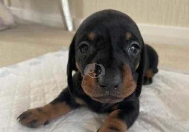 Playful Miniature dachshund puppies for sale in Glasgow, Glasgow City - Image 5