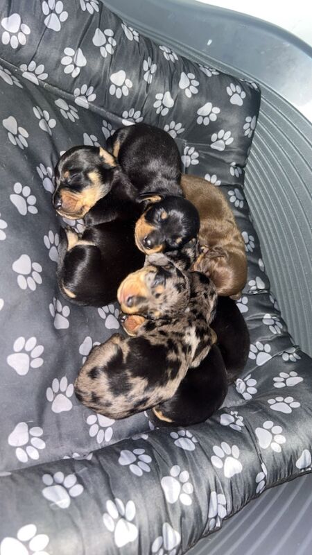 Pra clear mini dachshund pups🩷 for sale in Warrington, Cheshire