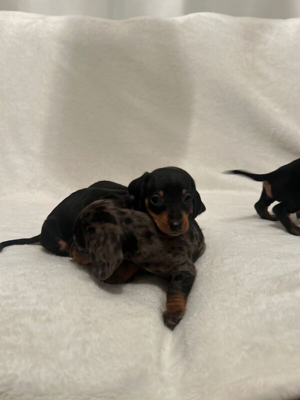 Pra clear mini dachshund pups🩷 for sale in Warrington, Cheshire - Image 2