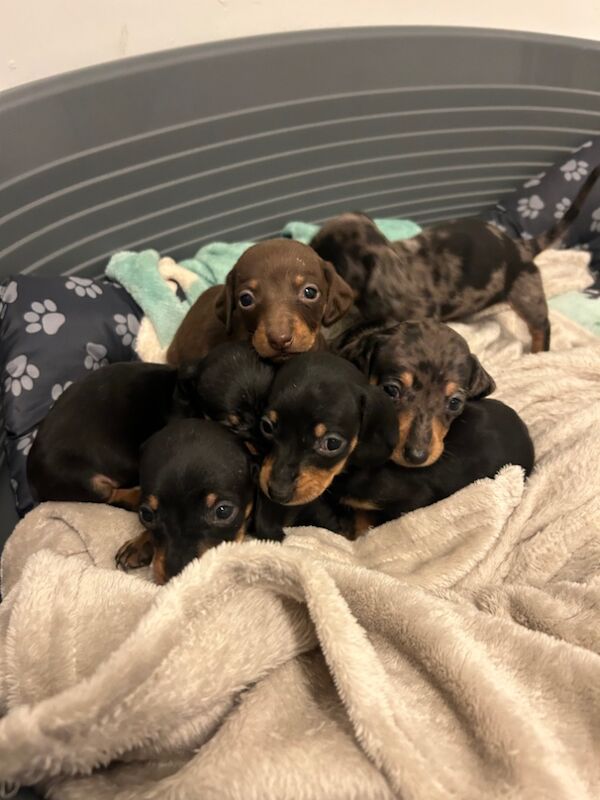 Pra clear mini dachshund pups🩷 for sale in Warrington, Cheshire - Image 3