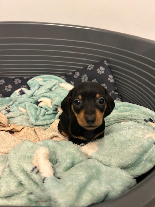 Pra clear mini dachshund pups🩷 for sale in Warrington, Cheshire - Image 4