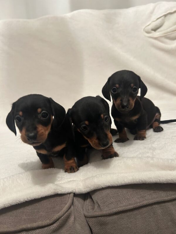 Pra clear mini dachshund pups🩷 for sale in Warrington, Cheshire - Image 6