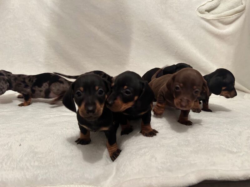 Pra clear mini dachshund pups🩷 for sale in Warrington, Cheshire - Image 7