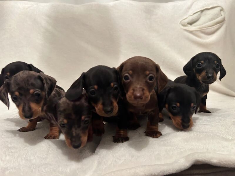 Pra clear mini dachshund pups🩷 for sale in Warrington, Cheshire - Image 8