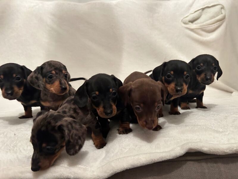 Pra clear mini dachshund pups🩷 for sale in Warrington, Cheshire - Image 9