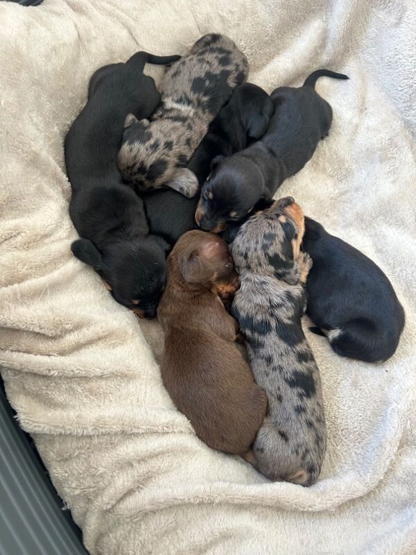 Pra clear mini dachshund pups🩷 for sale in Warrington, Cheshire - Image 10