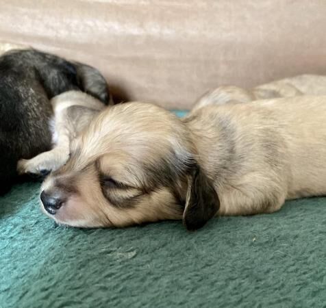 Pra clear mini long haired dachshund for sale in Scunthorpe, Lincolnshire
