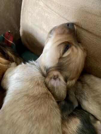 Pra clear mini long haired dachshund for sale in Scunthorpe, Lincolnshire - Image 3